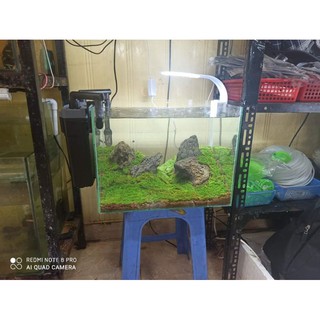 Rêu mini fiss lá nước 1 hộp 5 tấc 5 lớp- Rêu mini fiss trả nền bể thủy sinh