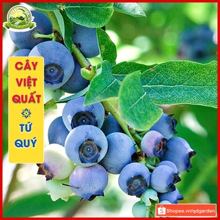 Cây việt quất tứ quý f1 chuẩn giống sống khỏe mạnh sinh trưởng nhanh sắp ra hoa và trái | QD69