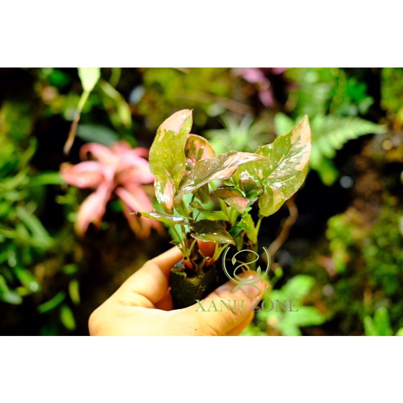Cây thả nước bể cá, hồ bán cạn, trồng bể terrarium, non bộ
