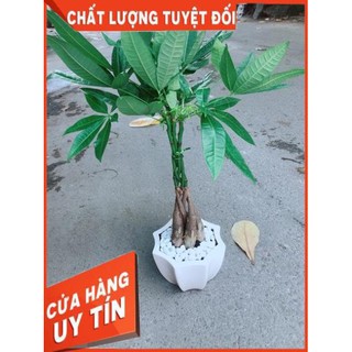 Chậu Kim Ngân 5 Thân Thắt Bính