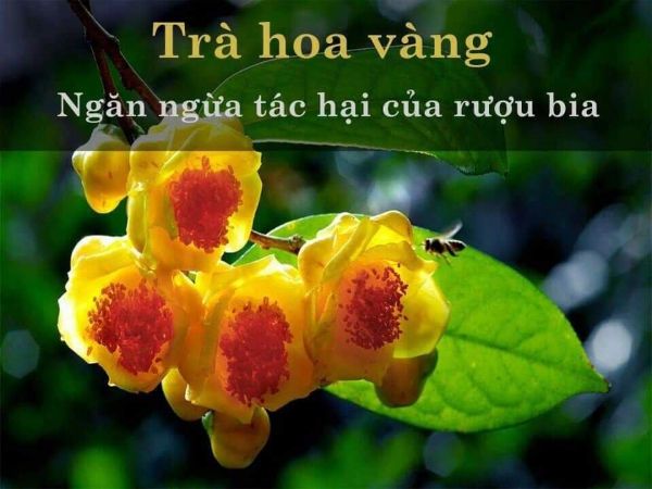 2 cây trà hoa vàng ươm trong bầu đất