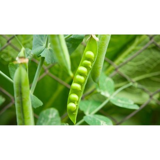 HẠT ĐẬU HÀ LAN - GÓI 20 GRAM