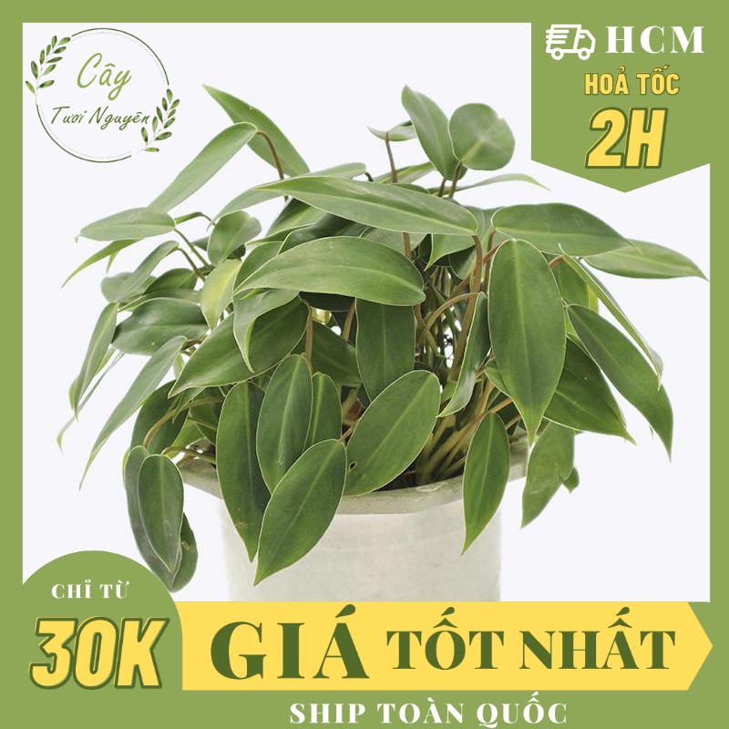 CÂY TRẦU BÀ TỶ PHÚ ,(cao 25cm), cây phong thủy để bàn mini GIÁ RẺ, lọc không khí, Cây Tươi Nguyên CTN0120