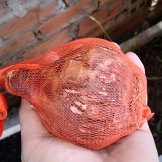 Củ hoa lan huệ ngoại Hà Lan Pink Glory