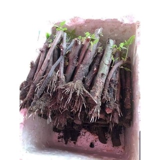 Thuốc Siêu Kích Rễ