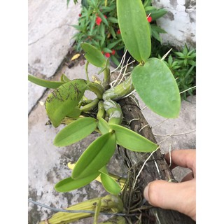 Lan ống điếu ghép gỗ