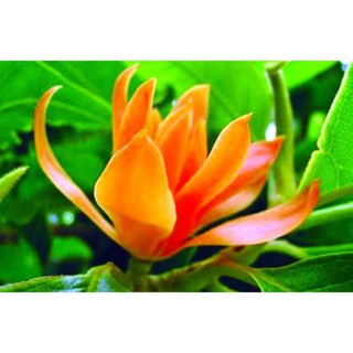 cây giống hoa ngọc lan vàng - cây giống gửi đi nguyên bầu - hoa vàng cực thơm cực hiếm