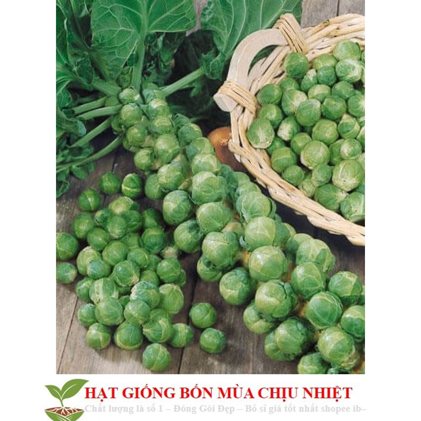 Gói 50 Hạt Giống Cải Bắp Tí Hon - Long Island II (Brassica oleracea var. gemmifera)