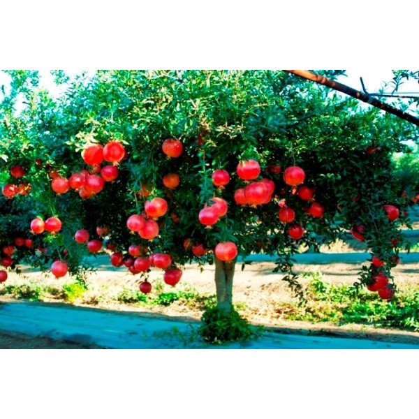 Hạt Giống Lựu Lùn Đỏ Đậm Ấn 10 hạt - tặng kèm hướng dẫn ươm hạt