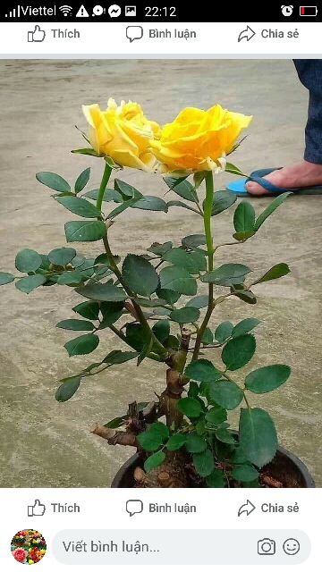 Hoa hồng ngoại 9k