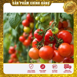 COMBO 10 Loại hạt giống rau củ tốt cho sức khoẻ bạn và gia đình 01
