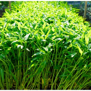 Hạt Giống Rau Muống Lá Tre 50gram - HGT