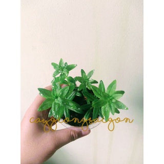 Cây giống RAU NGỔ/ NGÒ ÔM nêm canh chua