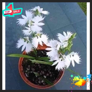 Hoa Lan Bạch Hạc Hải Âu