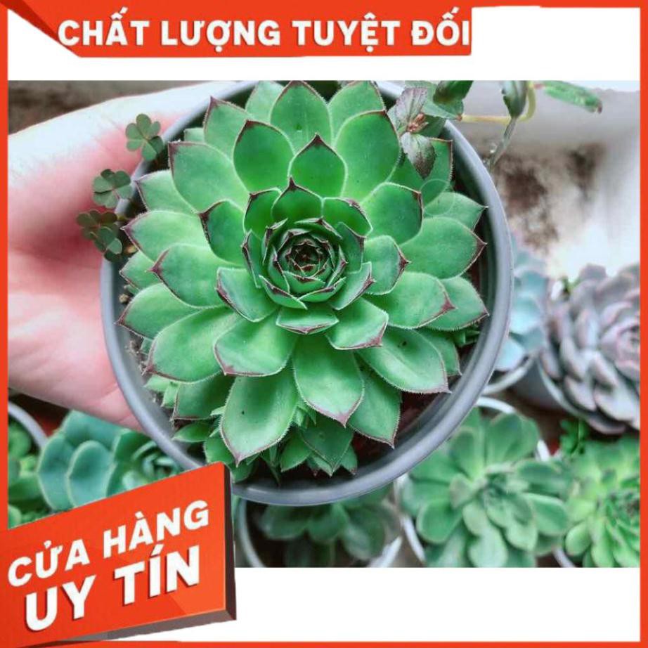 Sen đá phật bà kèm chậu sứ trắng Nhiều Người Mua