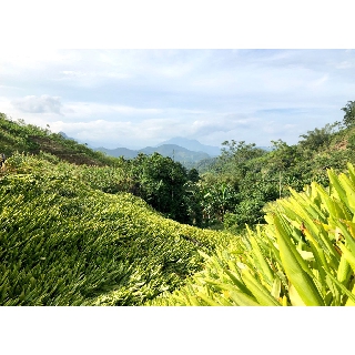Bột Nghệ Vipep 35g