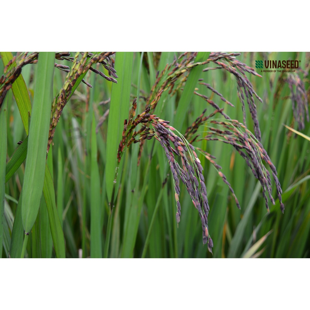 Gạo Lứt Đen Phúc Thọ Vinaseed Hút Chân Không 1Kg | BigBuy360 - bigbuy360.vn