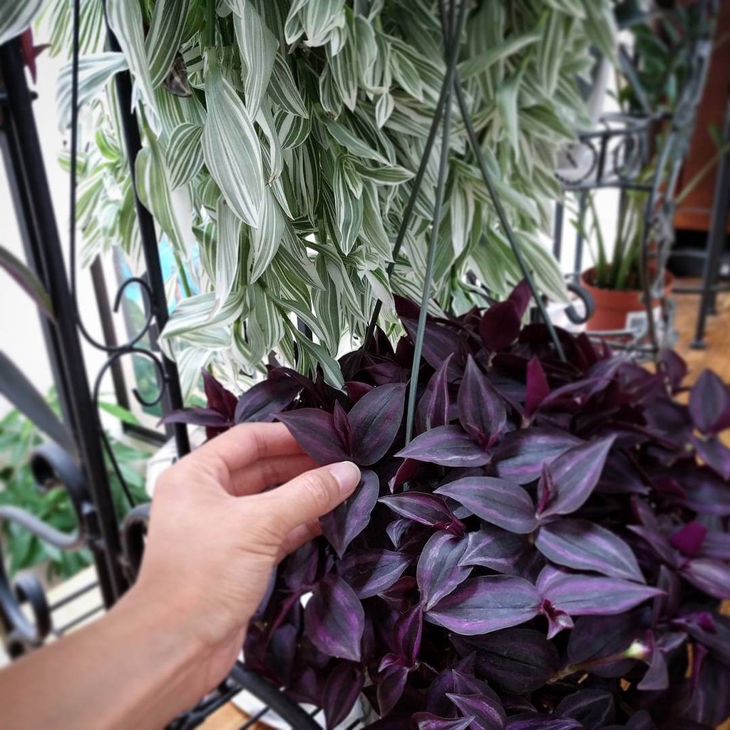 Cây giống Tradescantia zebrina Deep Purple  chậu nhựa 8cm