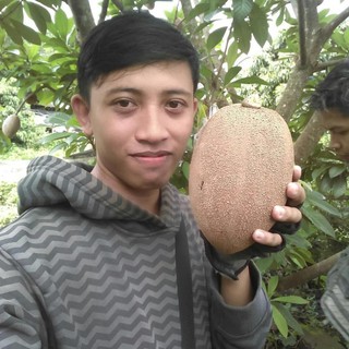 SIÊU KHUYẾN MÃI - CÂY GIỐNG HỒNG XIÊM RUỘT ĐỎ SIÊU TO KHỔNG LỒ - 65K