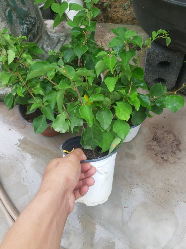 Cây hoa giấy màu đỏ