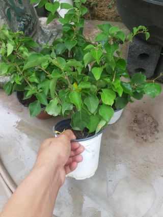 cây hoa giấy màu đỏ