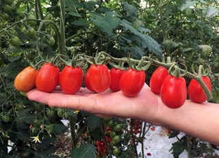 Hạt giống cà chua cherry anh đào đỏ F1