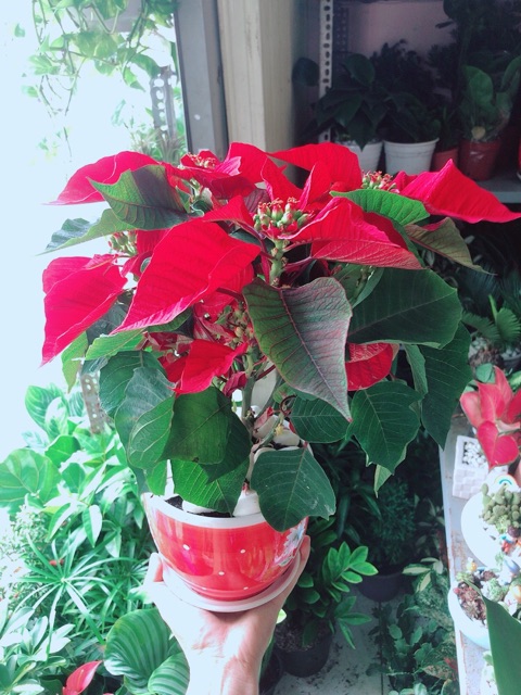 Chậu Cây Trạng Nguyên