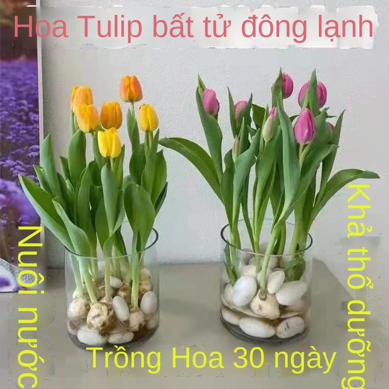 Cây tulip trồng chậu nước hoa may mắn ngày tết và cây xanh nuôi hoa đêm giao thừa