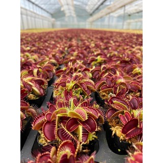 cây bẫy kẹp - bắt côn trùng