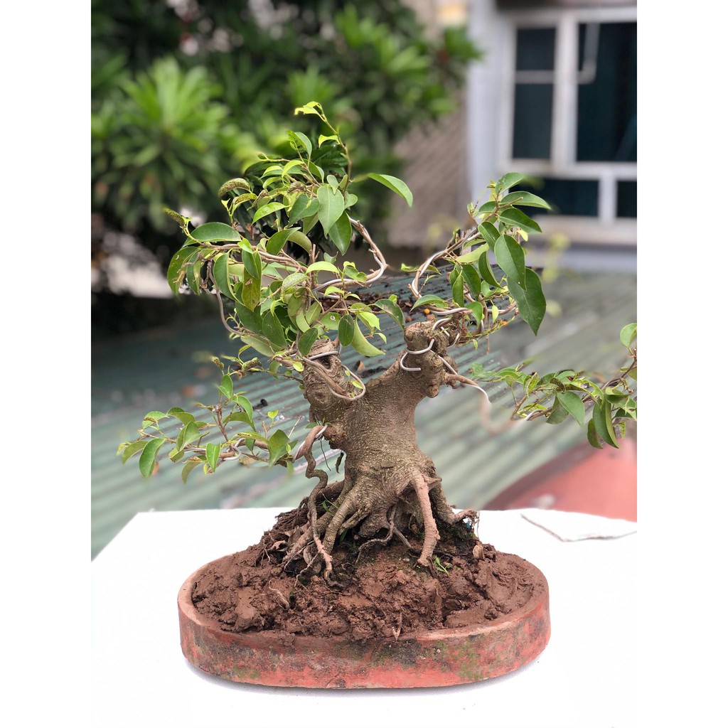 Cây sung bonsai