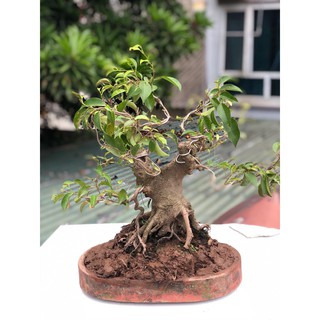 Cây sung bonsai