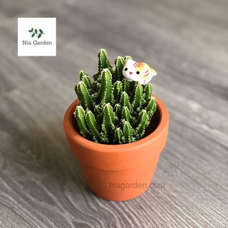 Chậu đất nung nâu trung trồng cây cảnh - 9x9cm