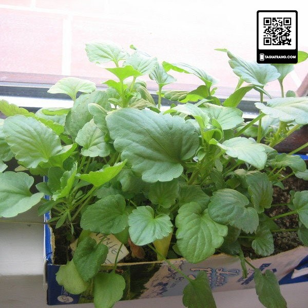 Hạt giống hoa pansy (hoa păng xê) - Gói 0.03g