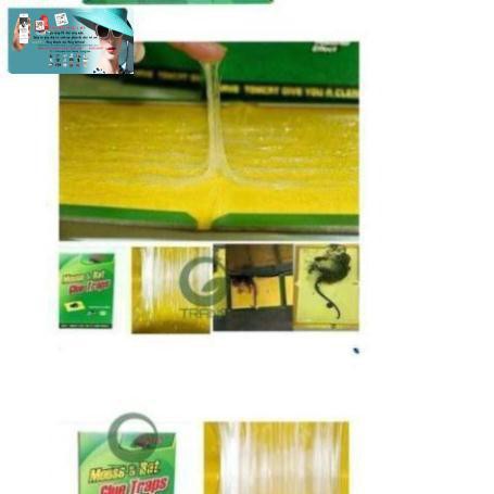 Combo 10 Miếng Dính Chuột Cao Cấp