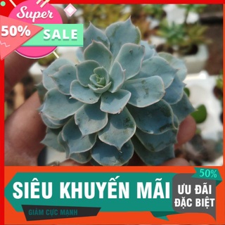 Sen hồng phấn vĩ