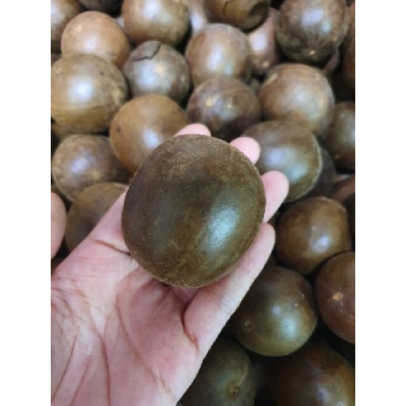 COMBO 10 Quả La Hán⚡ HÀNG LOẠI 1 ⚡ quả loại già- thơm - ngon