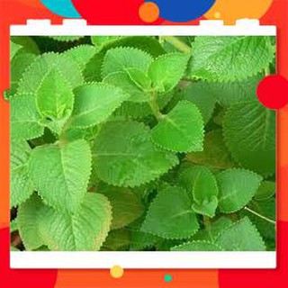 HẠT GIỐNG HÚNG CHANH GÓI 0,1G