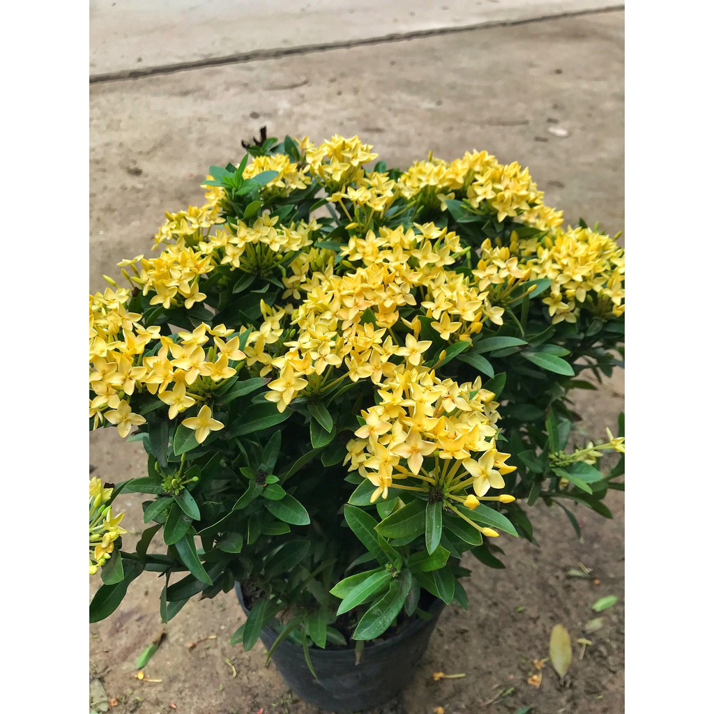 Cây mẫu đơn vàng cao 30-35 cm hoa nở rộ bắt mắt chịu nhiệt tốt dễ dàng chăm sóc hợp trồng cảnh quan