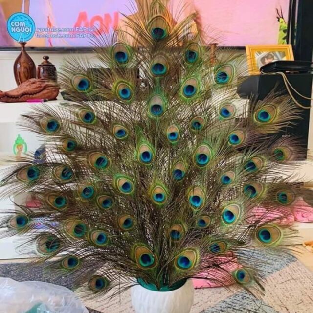 Combo 100 lông công xanh 95-100cm hàng ĐẸP sỉ | BigBuy360 - bigbuy360.vn