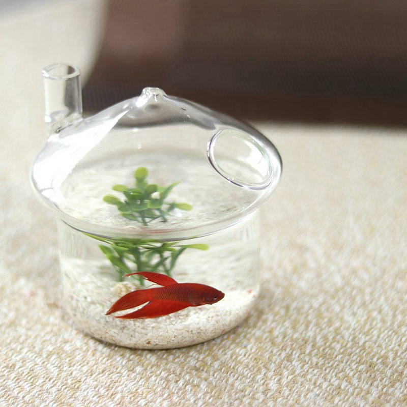 Bình nuôi cá hình nấm bằng thủy tinh treo được kèm giá đỡ hình chú mèo tập yoga bằng kim loại