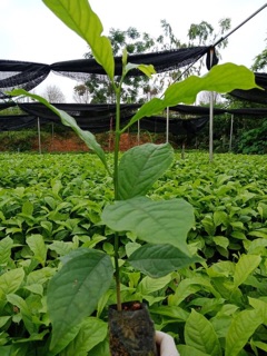 Cây Dổi thơm thục sinh COM BO 10 cây