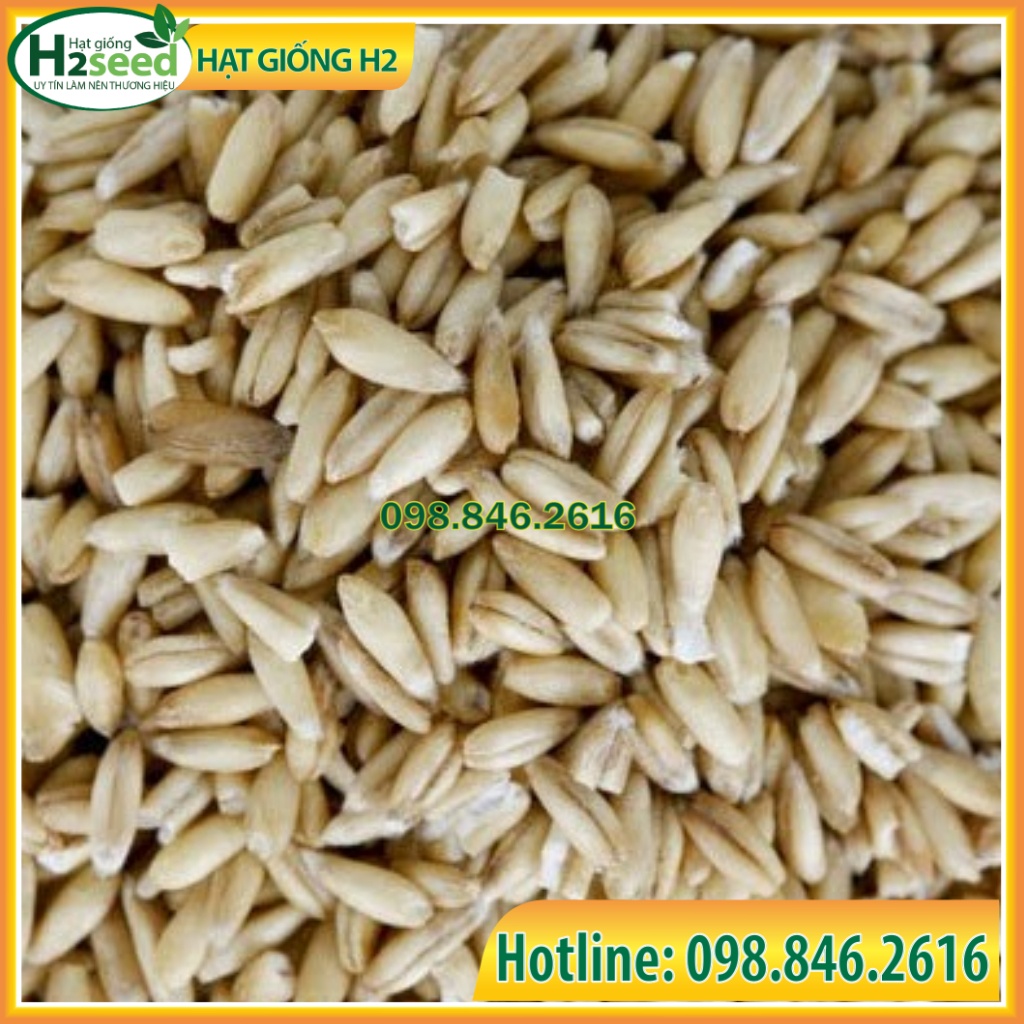 Hạt Giống Cỏ Yến Mạch - Gói 50g – Hạt Giống Cỏ Giàu Dinh Dưỡng cho Chăn Nuôi Gia Súc và Có Thể Dùng Nuôi Mèo