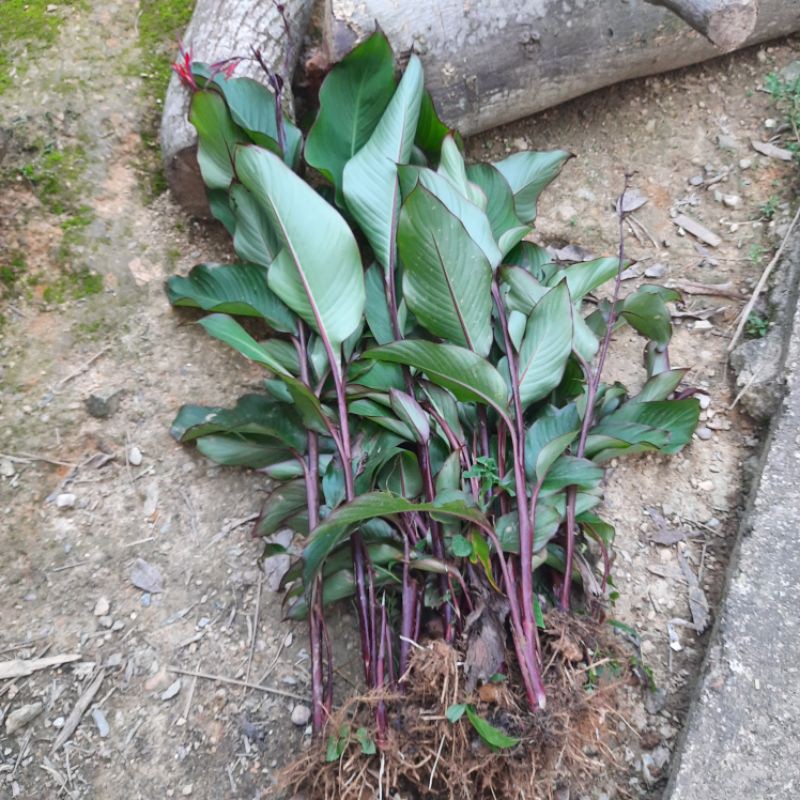 Cây giống dong riềng đỏ(hỗ trợ bệnh mạch vành)