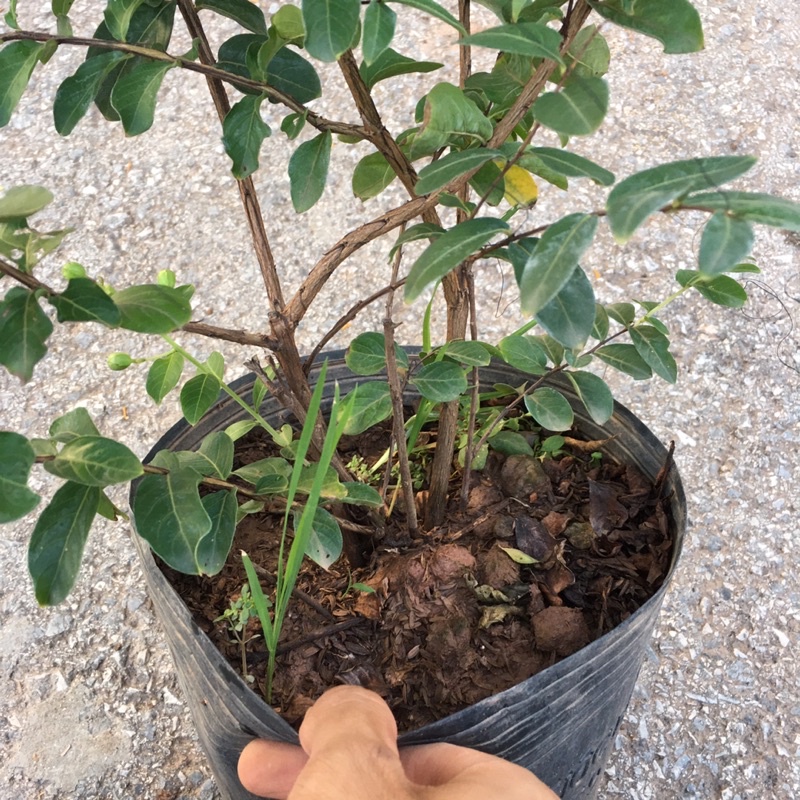 Cây Hoa Tường Vy  Size To Tán Rộng 35cm