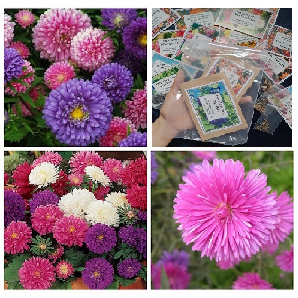 100 hạt Hoa Cúc Magic mix 6 màu túi giấy BVMT - NeyuhGarden