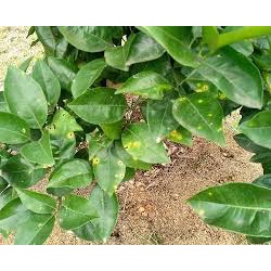 Vua sạch khuẩn 25gr- Hiệu quả trên các bệnh thán thư,bả trầu, sương mai, phấn trắng, thối nhũn, thối quả ở cây trồng