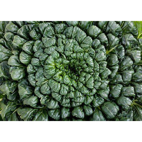 [Gói 100 hạt] Hạt Giống Cải Hoa Hồng F1-Dễ trồng-Hoa nở đẹp-Tặng Kèm Hướng Dẫn Trồng