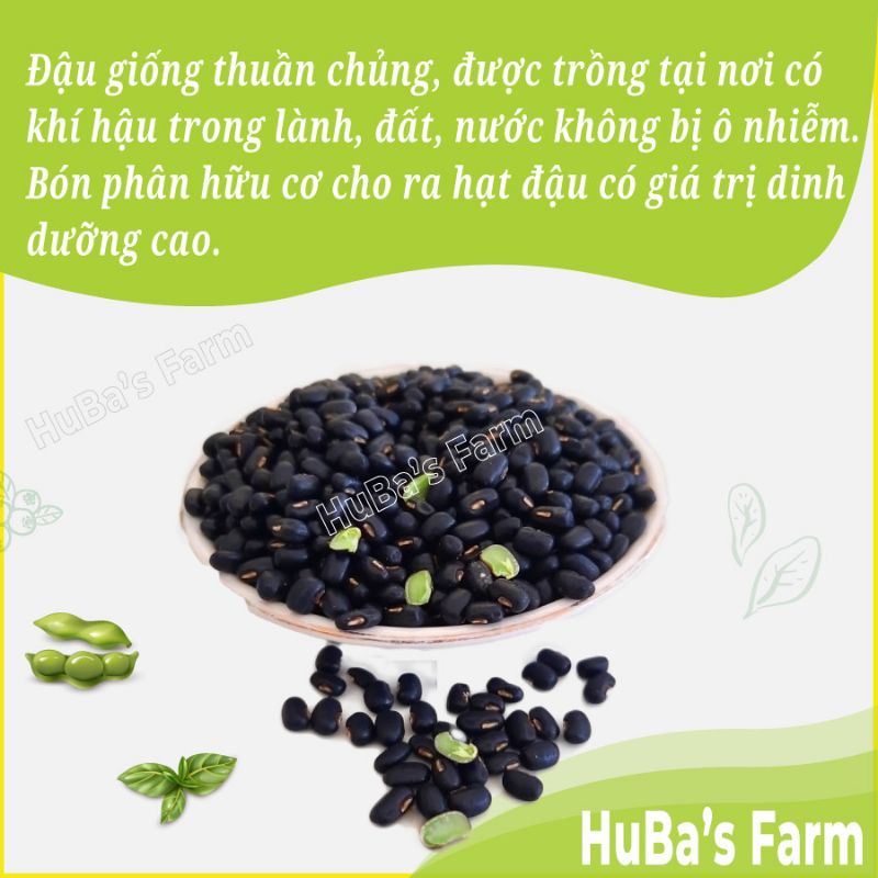 Đậu đen xanh lòng giống thuần chủng, đậu đen sạch, trồng vùng đất dinh dưỡng cao