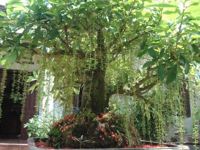 Cây Lộc vừng... siêu hoa