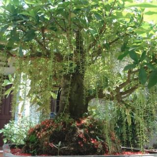 Cây 🌲 Lộc vừng... siêu hoa